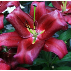 Лилия ОТ гибрид Borrello (Боррелло) 3шт. в упаковке