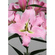 Лилия Коринте 3шт. в упаковке