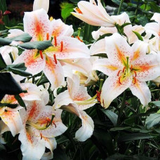 Лилия восточная Salmon Star (Салмон Стар) 3шт. в упаковке