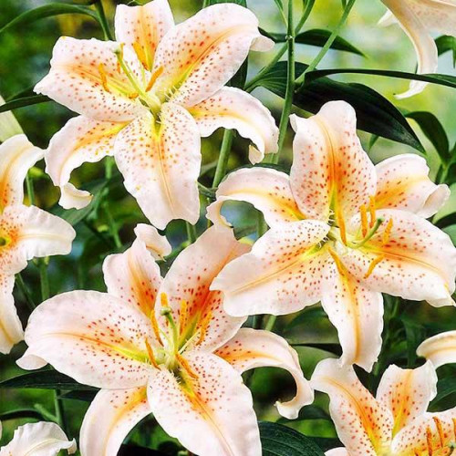 Лилия восточная Salmon Star (Салмон Стар) 3шт. в упаковке Лилия восточная Salmon Star (Салмон Стар) 3шт. в упаковке