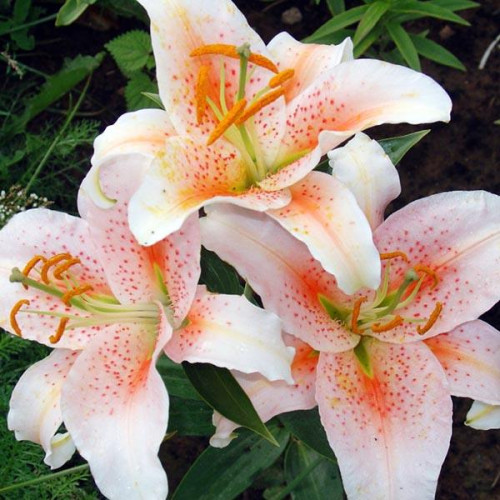 Лилия восточная Salmon Star (Салмон Стар) 3шт. в упаковке Лилия восточная Salmon Star (Салмон Стар) 3шт. в упаковке