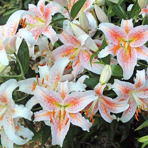 Лилия восточная Salmon Star (Салмон Стар) 3шт. в упаковке Лилия восточная Salmon Star (Салмон Стар) 3шт. в упаковке