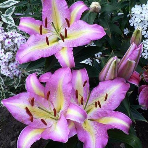 Лилия восточная Tom Pouce (Том Пус) 3шт. в упаковке Лилия восточная Tom Pouce (Том Пус) 3шт. в упаковке