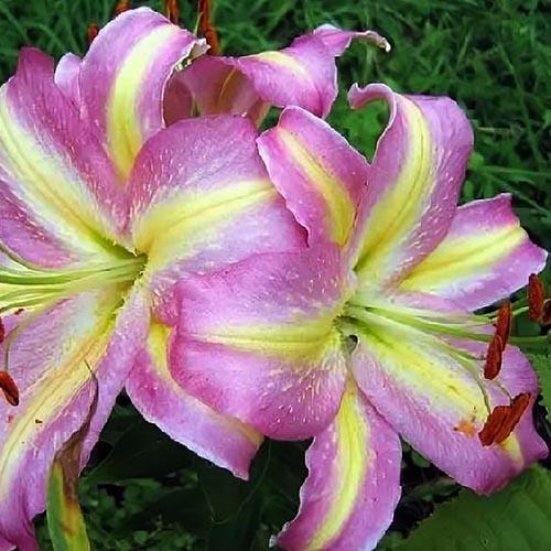 Лилия восточная Tom Pouce (Том Пус) 3шт. в упаковке Лилия восточная Tom Pouce (Том Пус) 3шт. в упаковке