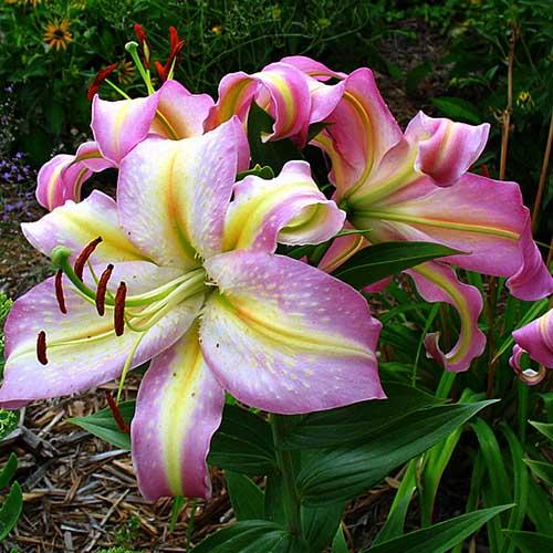 Лилия восточная Tom Pouce (Том Пус) 3шт. в упаковке Лилия восточная Tom Pouce (Том Пус) 3шт. в упаковке