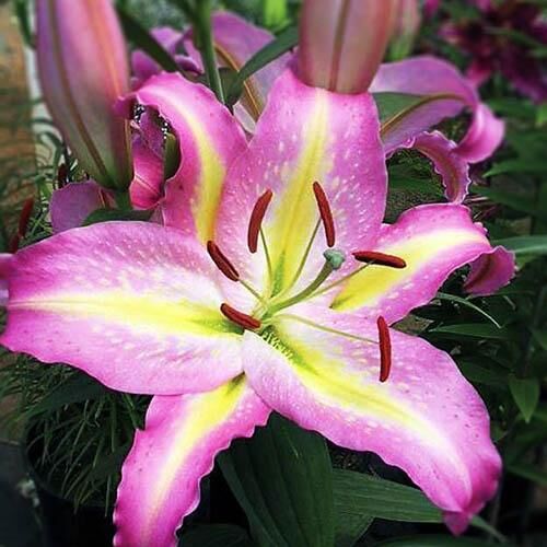 Лилия восточная Tom Pouce (Том Пус) 3шт. в упаковке Лилия восточная Tom Pouce (Том Пус) 3шт. в упаковке