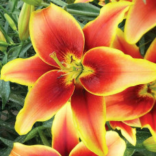 Лилия АОА гибрид Avalon Sunset (Авалон Сансет) 3шт. в упаковке