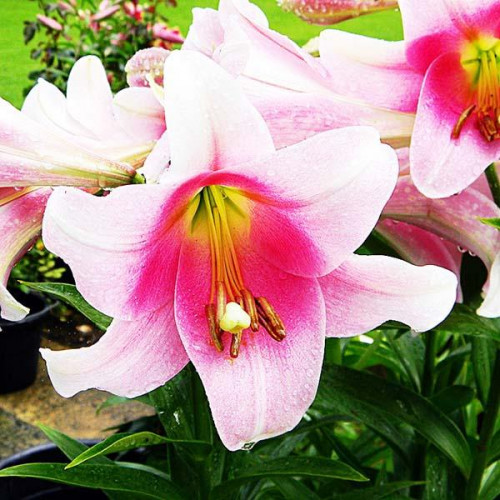 Лилия LOO гибрид Bellsong (Беллсонг) 3шт. в упаковке Лилия LOO гибрид Bellsong (Беллсонг) 3шт. в упаковке