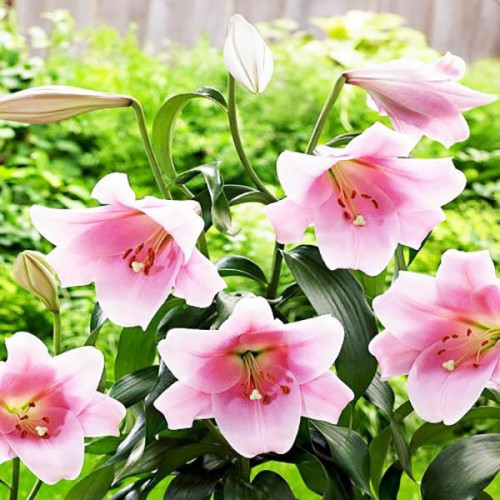 Лилия LOO гибрид Bellsong (Беллсонг) 3шт. в упаковке Лилия LOO гибрид Bellsong (Беллсонг) 3шт. в упаковке