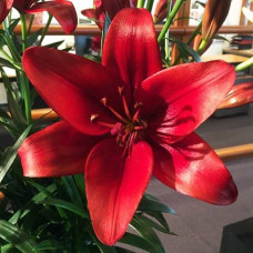 Лилия ЛА гибрид Batavus (Батавус) 3шт. в упаковке