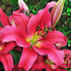 Лилия Sensi (Сенси) 3шт. в упаковке