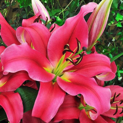 Лилия Sensi (Сенси) 3шт. в упаковке Лилия Sensi (Сенси) 3шт. в упаковке