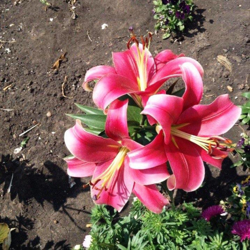 Лилия Sensi (Сенси) 3шт. в упаковке Лилия Sensi (Сенси) 3шт. в упаковке