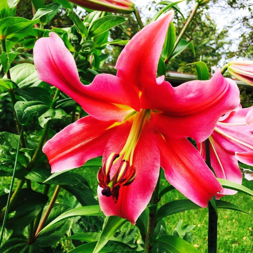 Лилия Sensi (Сенси) 3шт. в упаковке Лилия Sensi (Сенси) 3шт. в упаковке