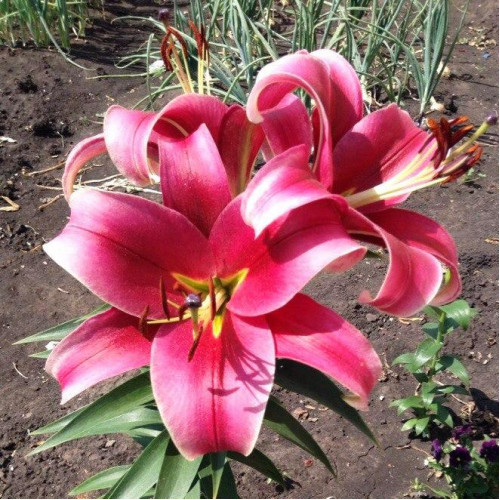 Лилия Sensi (Сенси) 3шт. в упаковке Лилия Sensi (Сенси) 3шт. в упаковке