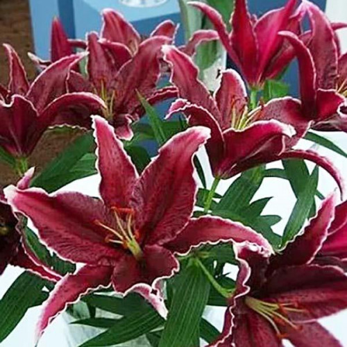 Лилия восточная Black Belt (Блэк Белт) 3шт. в упаковке Лилия восточная Black Belt (Блэк Белт) 3шт. в упаковке