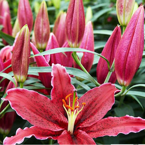 Лилия восточная Black Belt (Блэк Белт) 3шт. в упаковке Лилия восточная Black Belt (Блэк Белт) 3шт. в упаковке