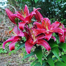 Лилия восточная Black Belt (Блэк Белт) 3шт. в упаковке