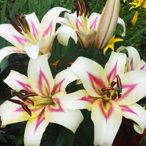 Лилия Bonbini (Бонбини) 3шт. в упаковке Лилия Bonbini (Бонбини) 3шт. в упаковке