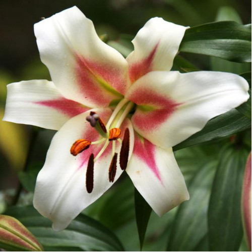 Лилия Bonbini (Бонбини) 3шт. в упаковке Лилия Bonbini (Бонбини) 3шт. в упаковке