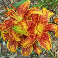 Лилия азиатская Tiny Sensation (Тайни Сенсейшн) 3шт. в упаковке