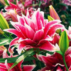 Лилия махровая восточная Roselily Thalita (Розели Талита) 3шт. в упаковке