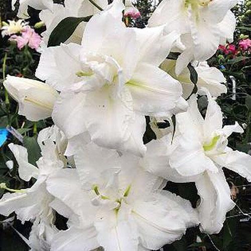 Лилия восточная Bowl of Beauty (Боул оф Бьюти) 3шт. в упаковке Лилия восточная Bowl of Beauty (Боул оф Бьюти) 3шт. в упаковке