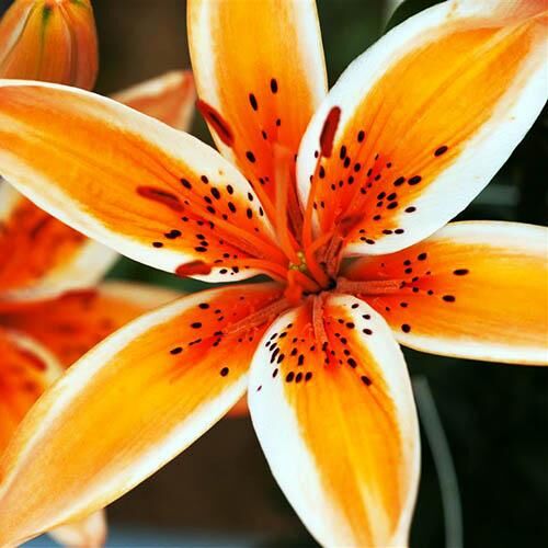 Лилия биколор азиатская Orange Electric (Оранж Электрик) 3шт. в упаковке Лилия биколор азиатская Orange Electric (Оранж Электрик) 3шт. в упаковке