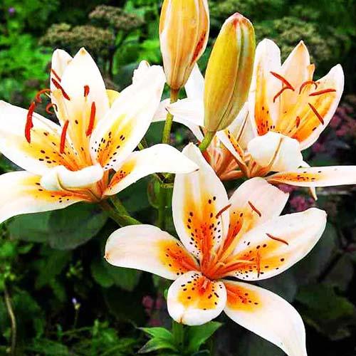 Лилия биколор азиатская Orange Electric (Оранж Электрик) 3шт. в упаковке Лилия биколор азиатская Orange Electric (Оранж Электрик) 3шт. в упаковке