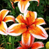 Лилия биколор азиатская Orange Electric (Оранж Электрик) 3шт. в упаковке Лилия биколор азиатская Orange Electric (Оранж Электрик) 3шт. в упаковке