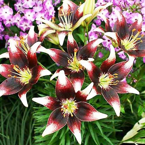 Лилия азиатская Natty's Pride (Нэттиз Прайд) 3шт. в упаковке Лилия азиатская Natty's Pride (Нэттиз Прайд) 3шт. в упаковке