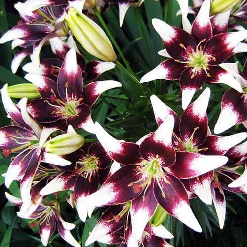 Лилия азиатская Natty's Pride (Нэттиз Прайд) 3шт. в упаковке Лилия азиатская Natty's Pride (Нэттиз Прайд) 3шт. в упаковке