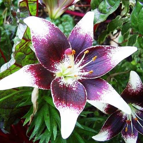 Лилия азиатская Natty's Pride (Нэттиз Прайд) 3шт. в упаковке Лилия азиатская Natty's Pride (Нэттиз Прайд) 3шт. в упаковке