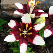 Лилия азиатская Tiny Padhye (Тайни Пэдхай) 3шт. в упаковке