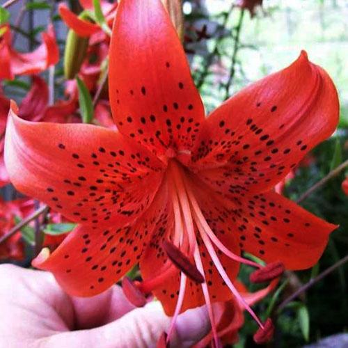 Лилия Red Life (Рэд Лайф) 3шт. в упаковке Лилия Red Life (Рэд Лайф) 3шт. в упаковке