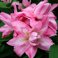 Лилия Beautyland 3шт. в упаковке