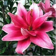 Лилия азиатская Ceres (Церес) 3шт. в упаковке