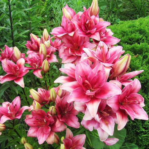 Лилия азиатская Ceres (Церес) 3шт. в упаковке Лилия азиатская Ceres (Церес) 3шт. в упаковке