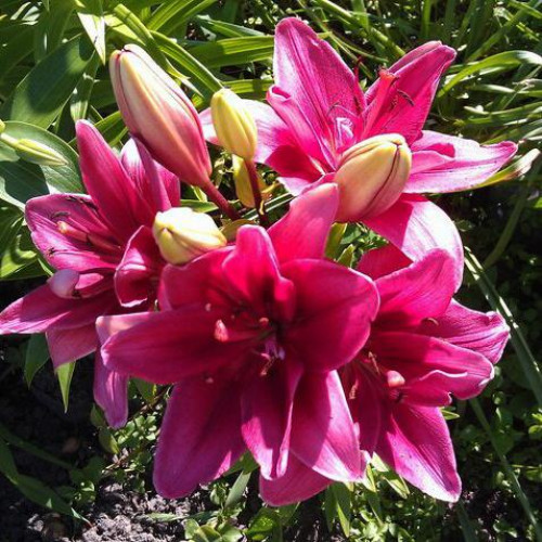 Лилия азиатская Ceres (Церес) 3шт. в упаковке Лилия азиатская Ceres (Церес) 3шт. в упаковке