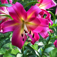 Лилия ОТ гибрид Empoli (Эмполи) 3шт. в упаковке