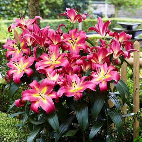 Лилия ОТ гибрид Empoli (Эмполи) 3шт. в упаковке Лилия ОТ гибрид Empoli (Эмполи) 3шт. в упаковке