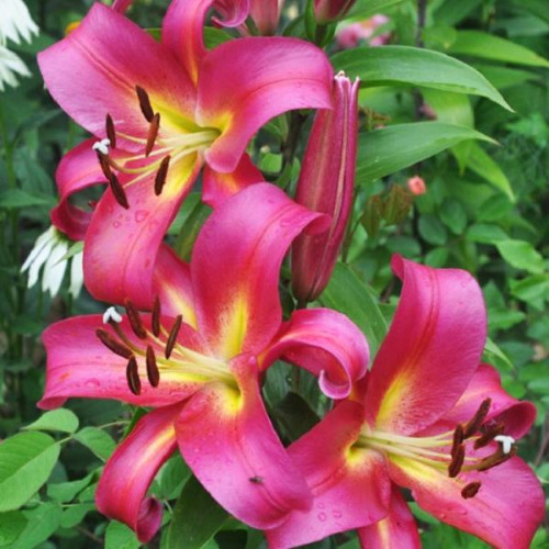 Лилия ОТ гибрид Empoli (Эмполи) 3шт. в упаковке Лилия ОТ гибрид Empoli (Эмполи) 3шт. в упаковке