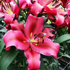 Лилия ОТ гибрид Carbonero (Карбонеро) 3шт. в упаковке