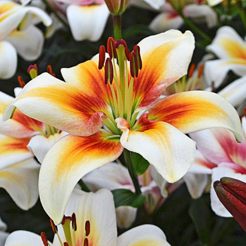 Лилия биколор азиатская Tinos (Тинос) 3шт. в упаковке Лилия биколор азиатская Tinos (Тинос) 3шт. в упаковке