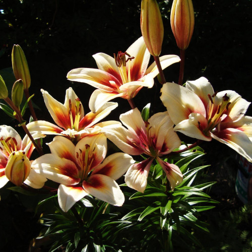 Лилия биколор азиатская Tinos (Тинос) 3шт. в упаковке Лилия биколор азиатская Tinos (Тинос) 3шт. в упаковке