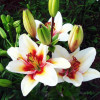 Лилия биколор азиатская Tinos (Тинос) 3шт. в упаковке Лилия биколор азиатская Tinos (Тинос) 3шт. в упаковке
