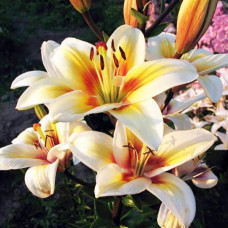 Лилия биколор азиатская Tinos (Тинос) 3шт. в упаковке