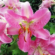 Лилия восточная Farolito (Фаролито) 3шт. в упаковке