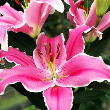 Лилия восточная Marlon (Марлон) 3шт. в упаковке