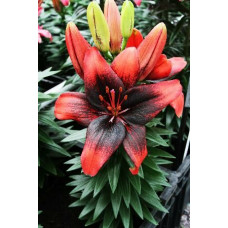 Лилия азиатская Tini Shadow (Тайни Шэдоу) 3шт. в упаковке